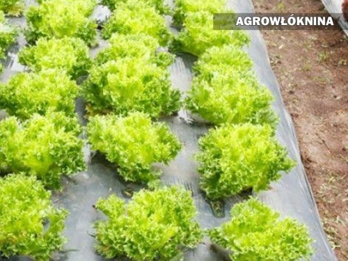 Agrowłóknina Firanki 3.jpg