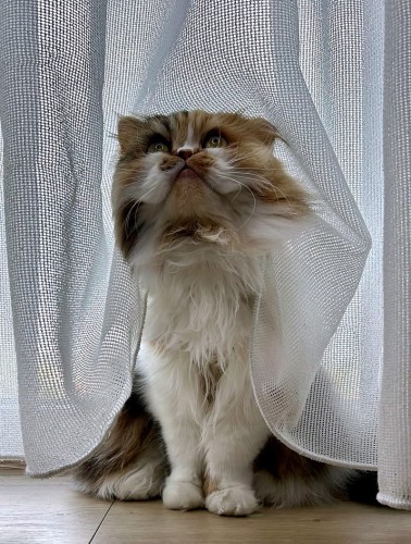 Firana fantazyjna odporna na zaciagnięcia 295 ANTY-KOTEK ecru