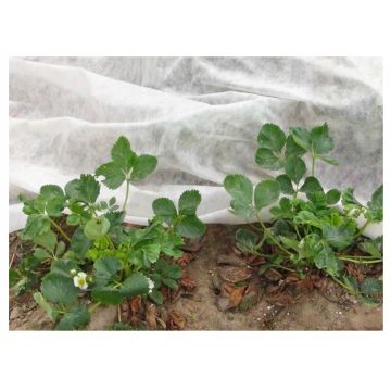 AGROWŁÓKNINA AGROTKANINA FIZELINA WIGOFIL 1,5X10 M 30G BIAŁA